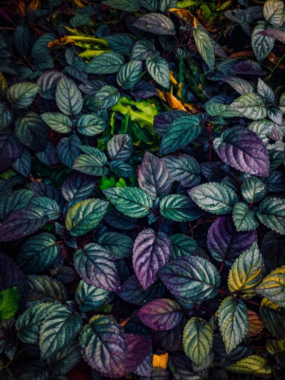 colorful leaves of purple and green plants