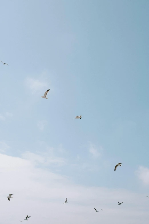 birds fly through the blue sky above a beach