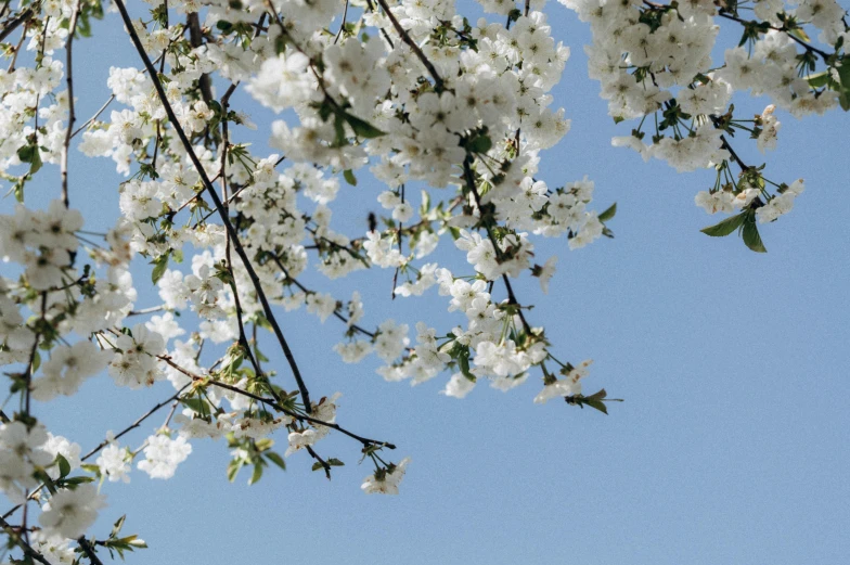 blossoms in bloom against a blue sky
