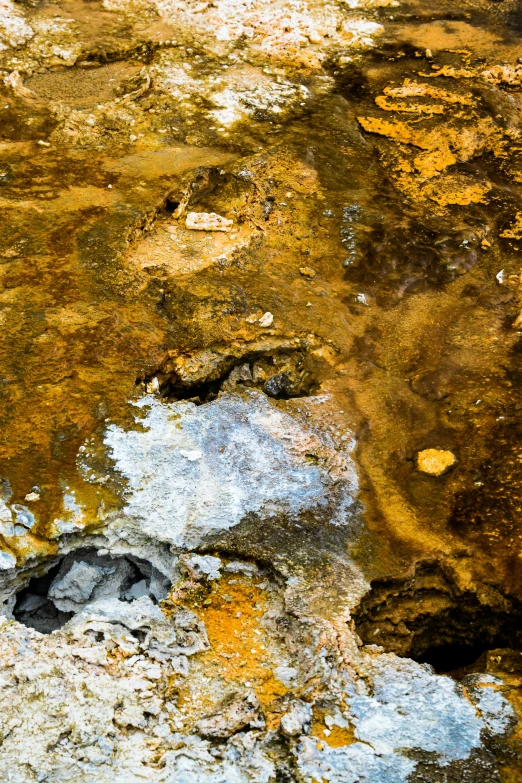 some water has brown, yellow and white algae on it