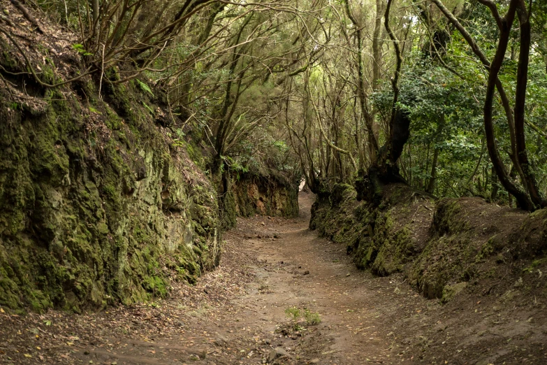 a person walks on the dirt path that has been covered with moss