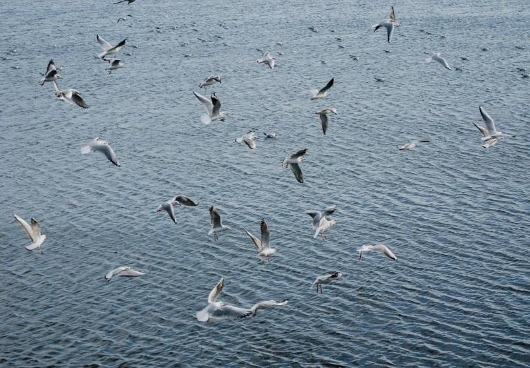 the group of seagulls fly over the water