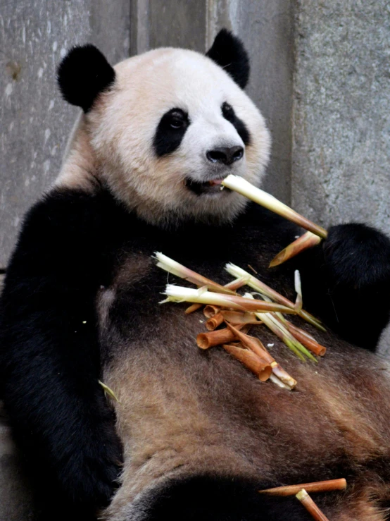 the bear is eating very small bamboo stalks