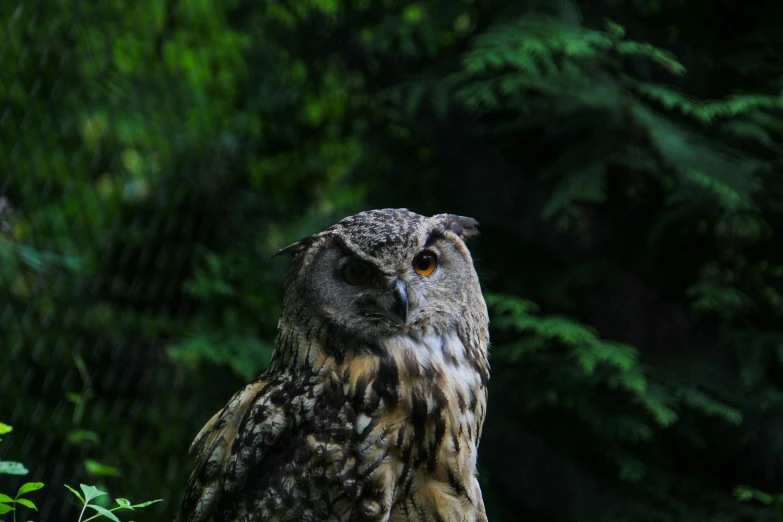 an owl sitting in the middle of a forest