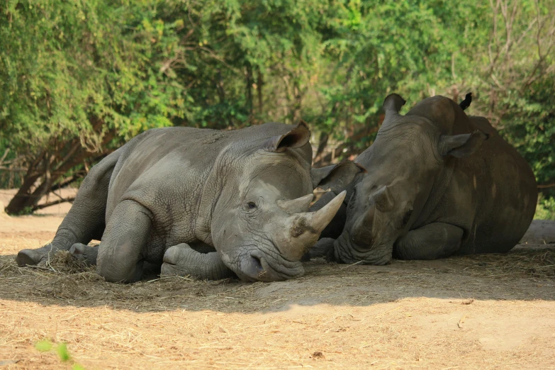 two large elephants rolling around on each other