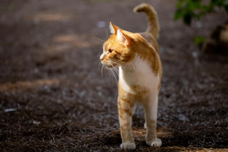 an orange and white cat standing on a dirt field