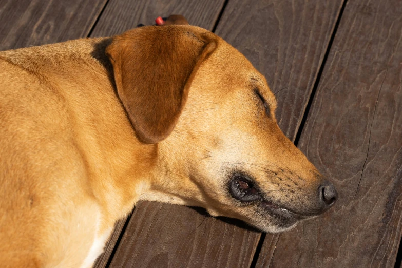 a brown dog laying on top of a wooden deck