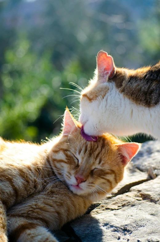 two cats lying next to each other