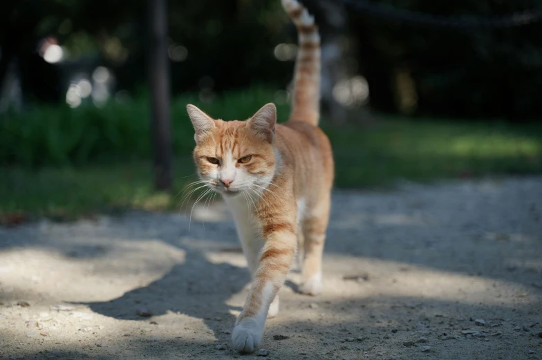 a cat that is walking across a dirt road