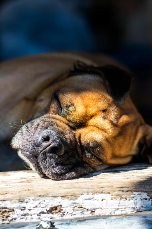 a brown dog lays on a wooden surface