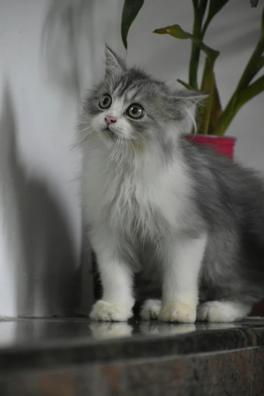 a kitten is standing on a table with a potted plant