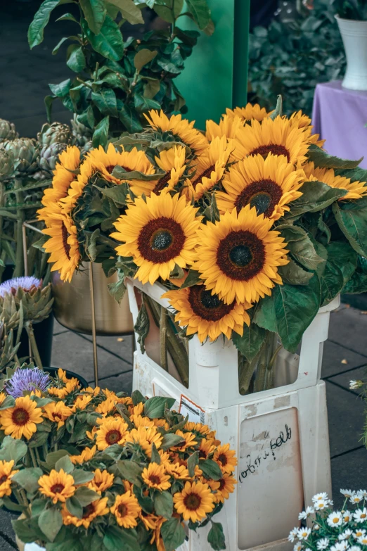 sunflowers on display in vases and at stands