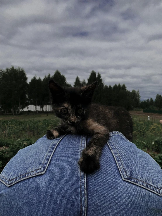 a cat sits inside of a pair of jeans