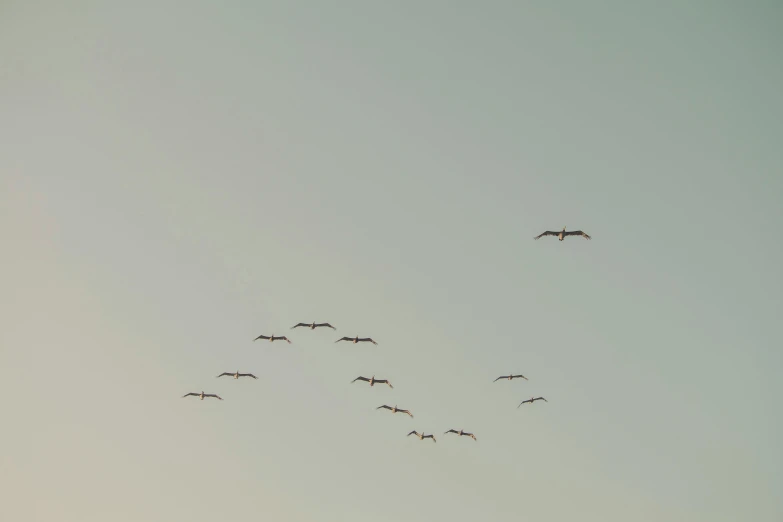 a flock of birds flying in formation over the ocean