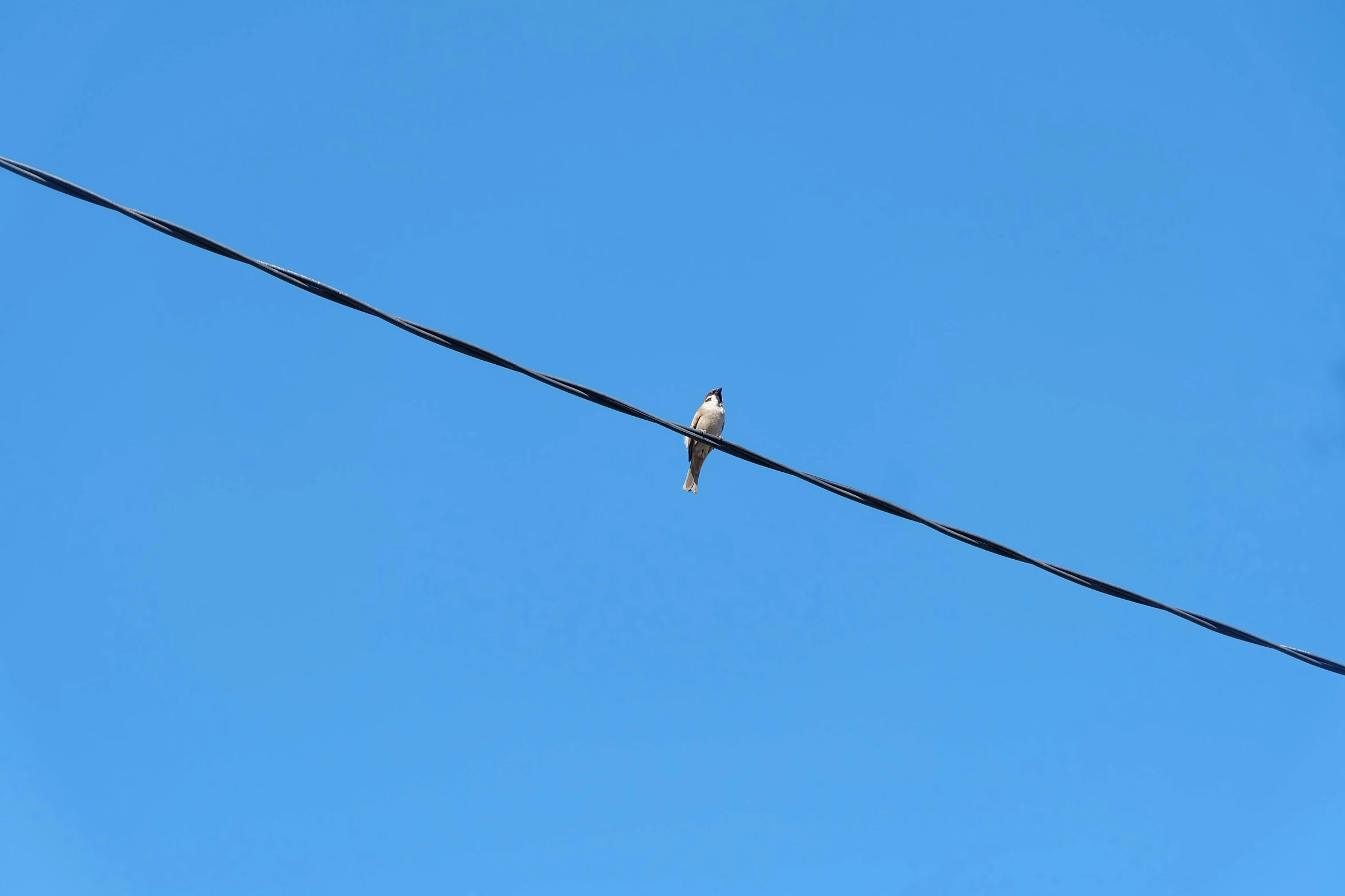 a bird on a wire with its wings folded