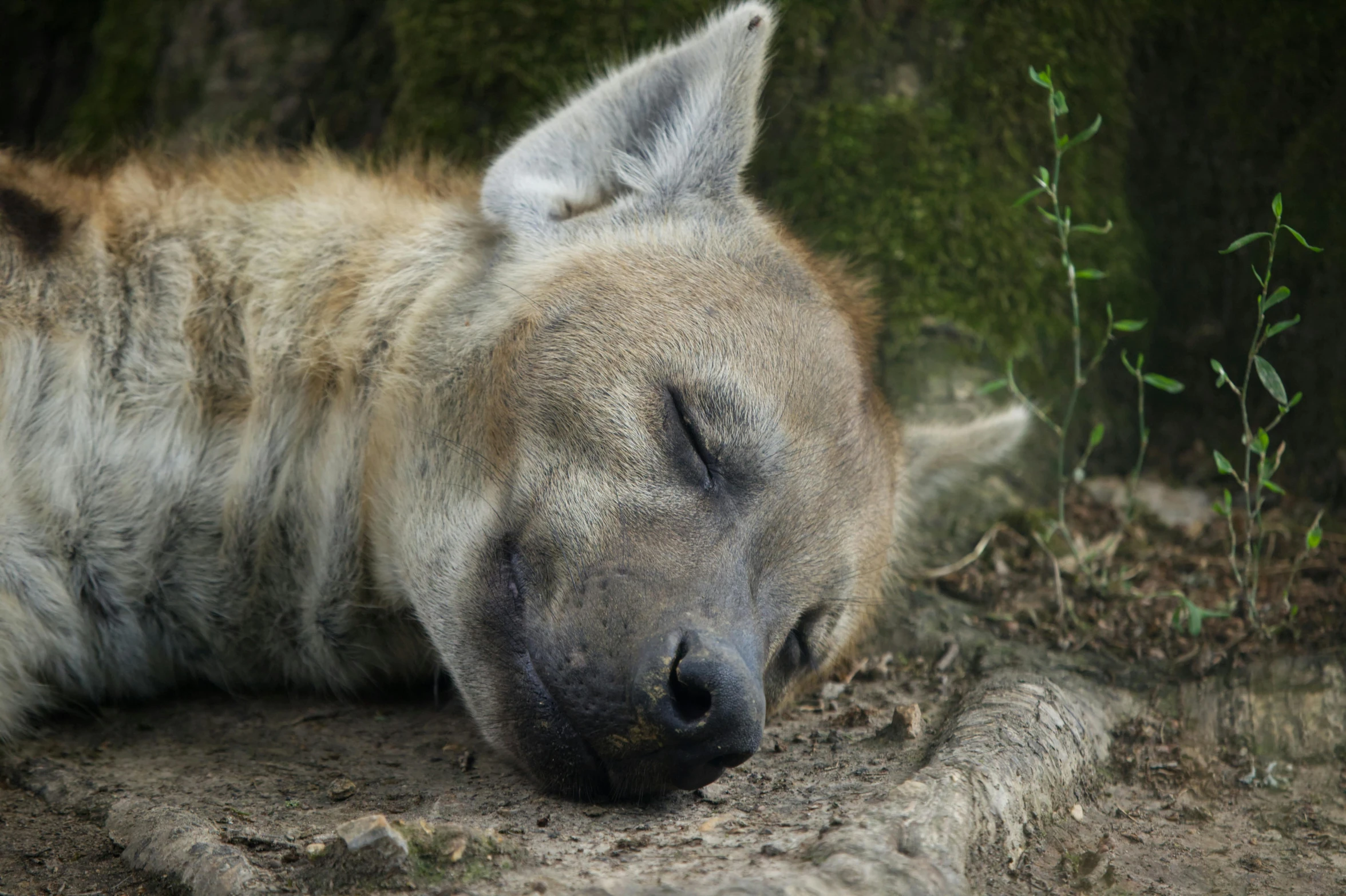 the dog is sleeping peacefully in the forest