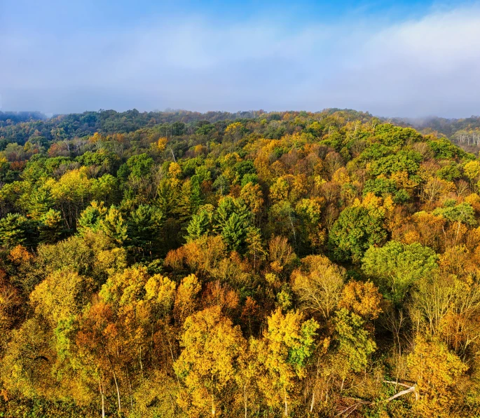 a forested area in autumn has a hazy blue sky