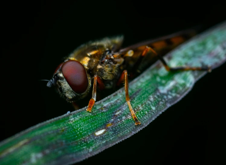 a close - up po of a small fly sitting on a leaf