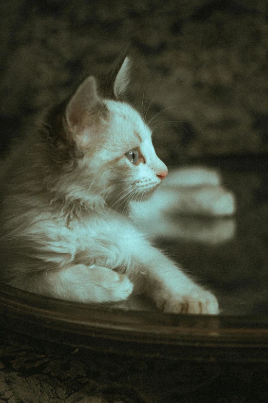 an adorable white kitten with blue eyes sitting in a bowl