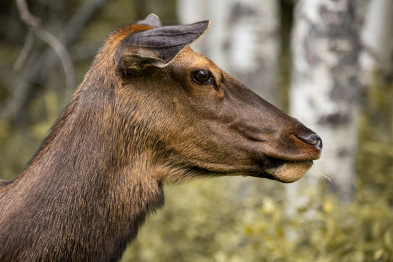 a small goat standing in the grass near a forest