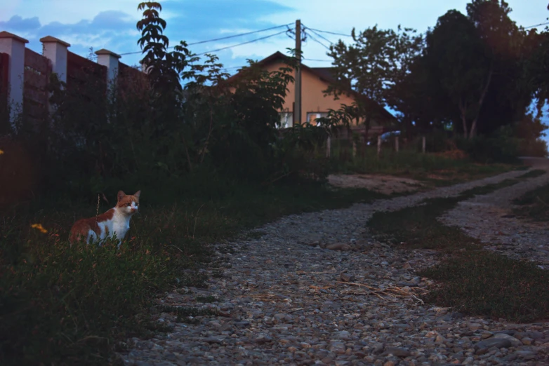 an image of a cat sitting on the side of a road