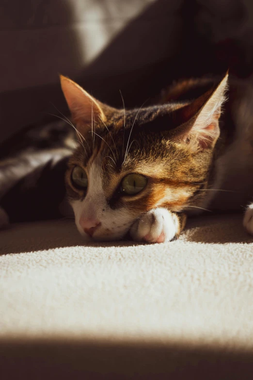 a cat on the ground with its eyes closed