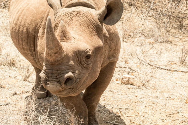 a rhino standing on dry grass with trees in the background