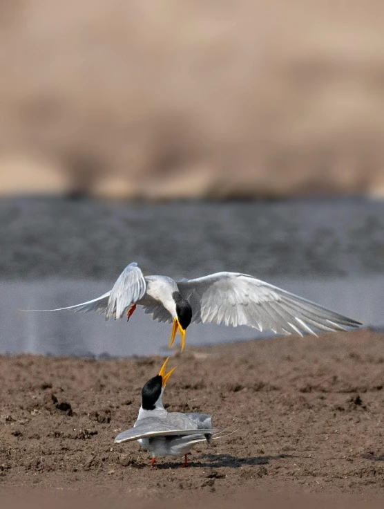 two birds, one taking off and the other landing on sand