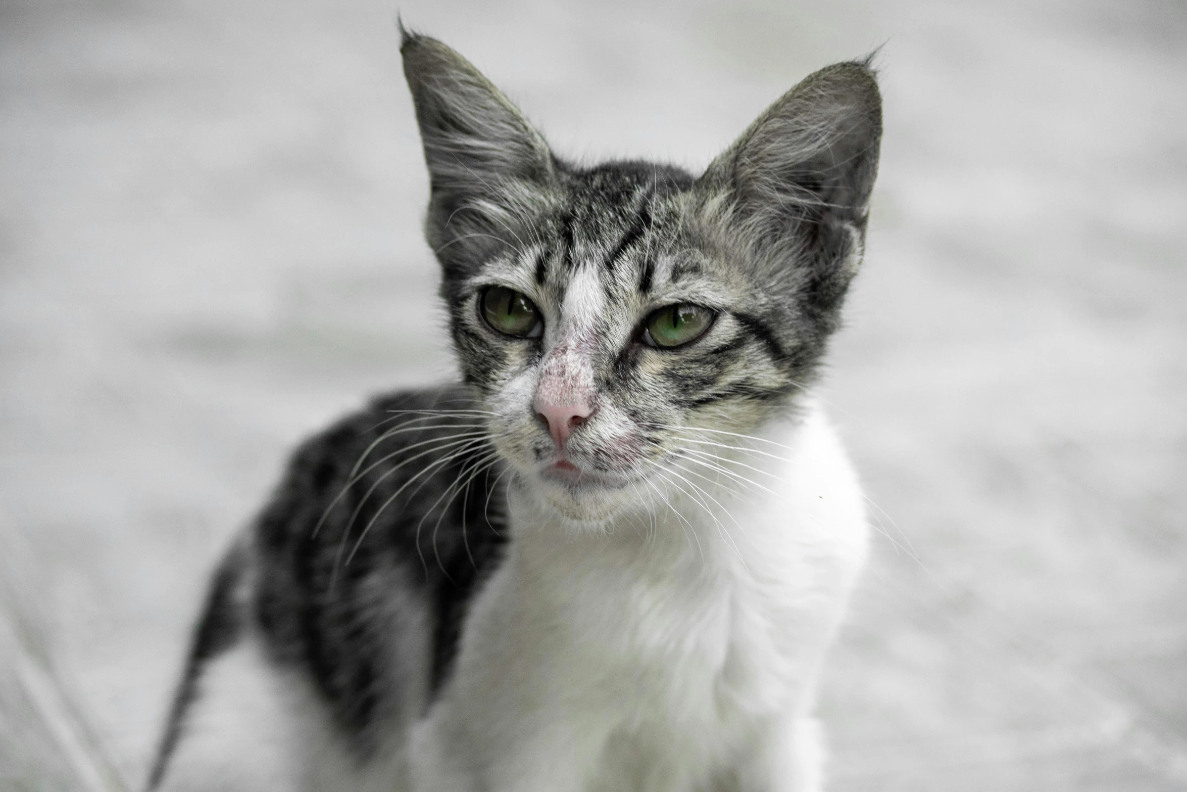 a cat looking at the camera while sitting on top of concrete