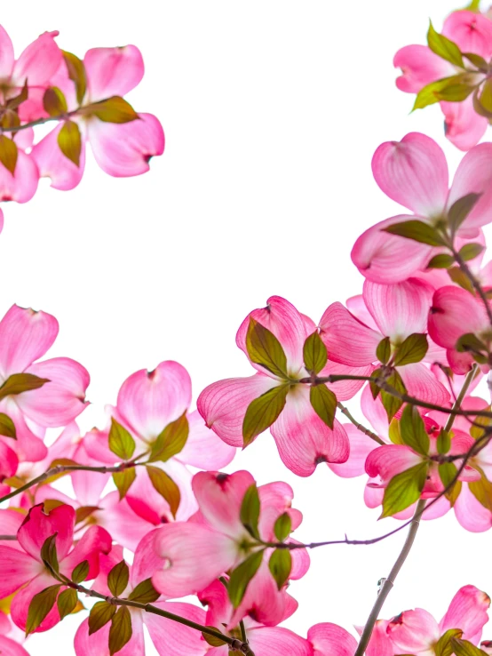 pink flowers are growing near each other with green leaves