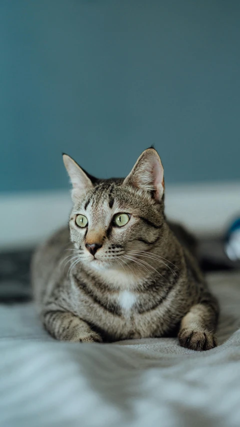 a striped cat is laying down on a bed