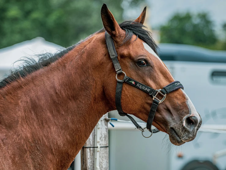 the brown horse has a black mane and is looking ahead