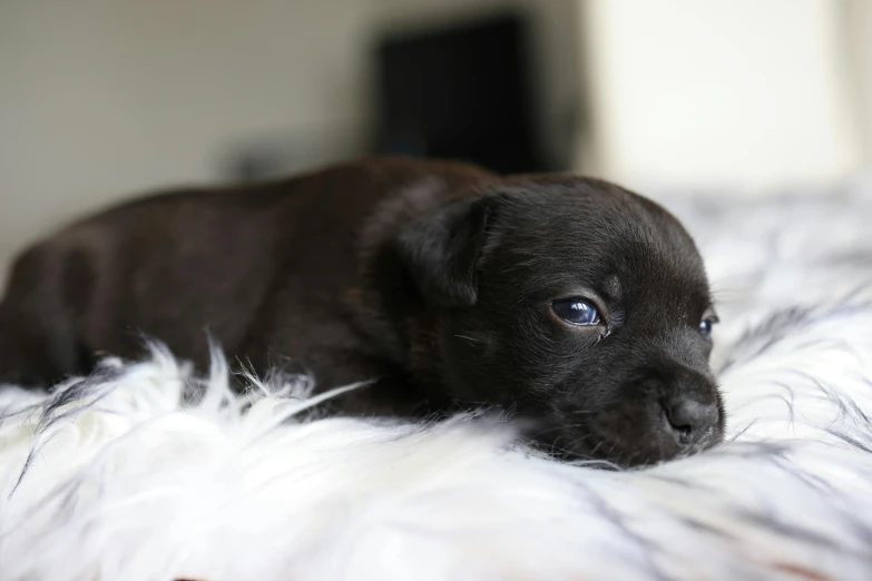 a dog laying on a fur covered bed