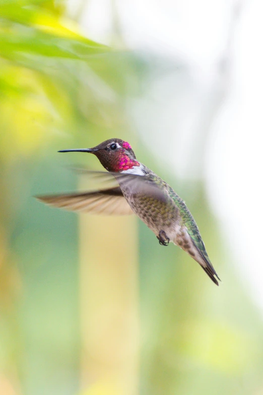 a hummingbird flying near a green plant