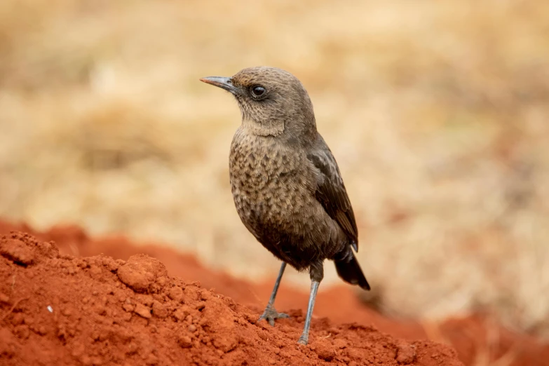 there is a bird that is standing on the dirt