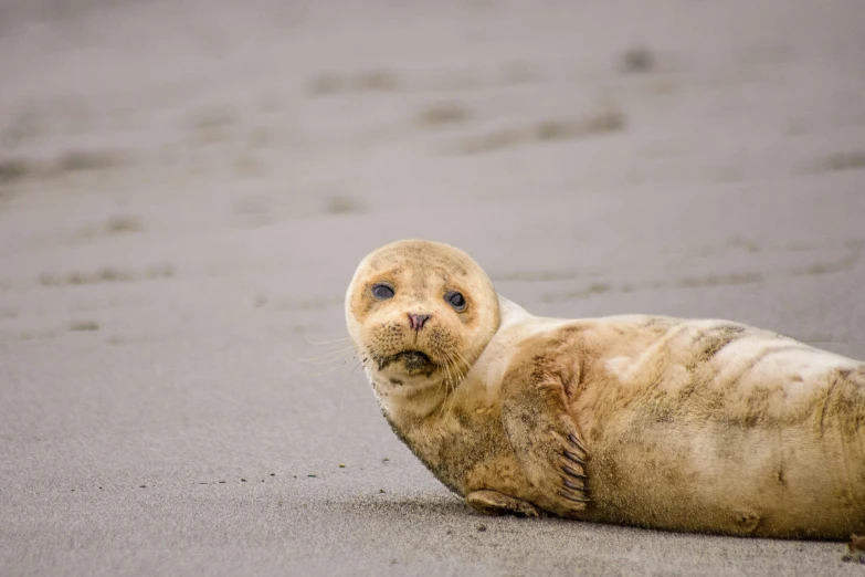 seal bear on sand looking at camera with sad face