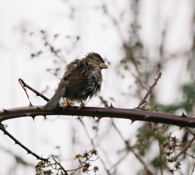 the bird is perched on the nch alone