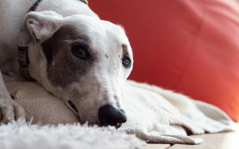 a gray and white dog laying on top of a red couch