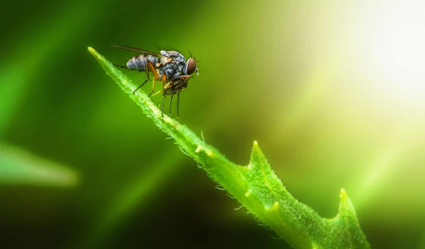 there is a insect that is on a green stem