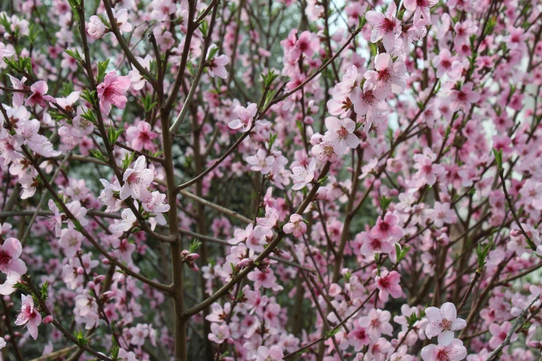 pink flowers in bloom on a tree nch