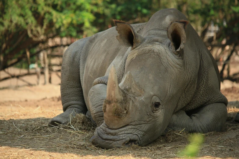 a rhino laying down on some dry grass