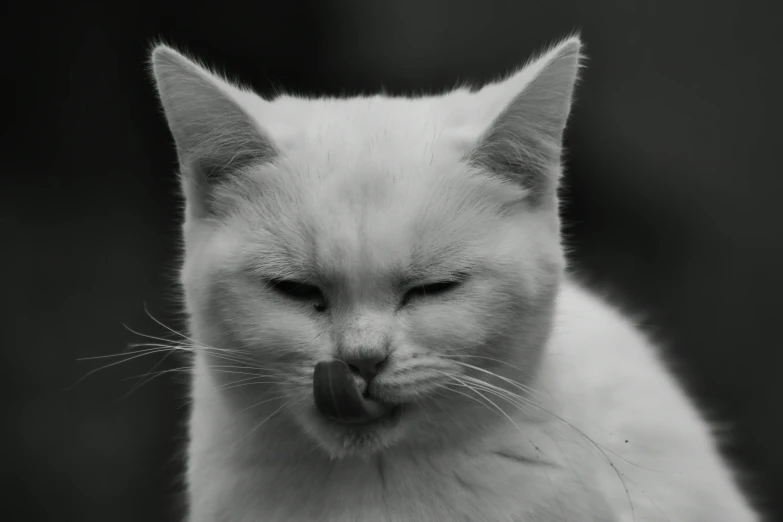 a white kitten making a mess with it's tongue