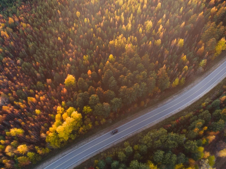 a road winding through the forest on either side of the intersection