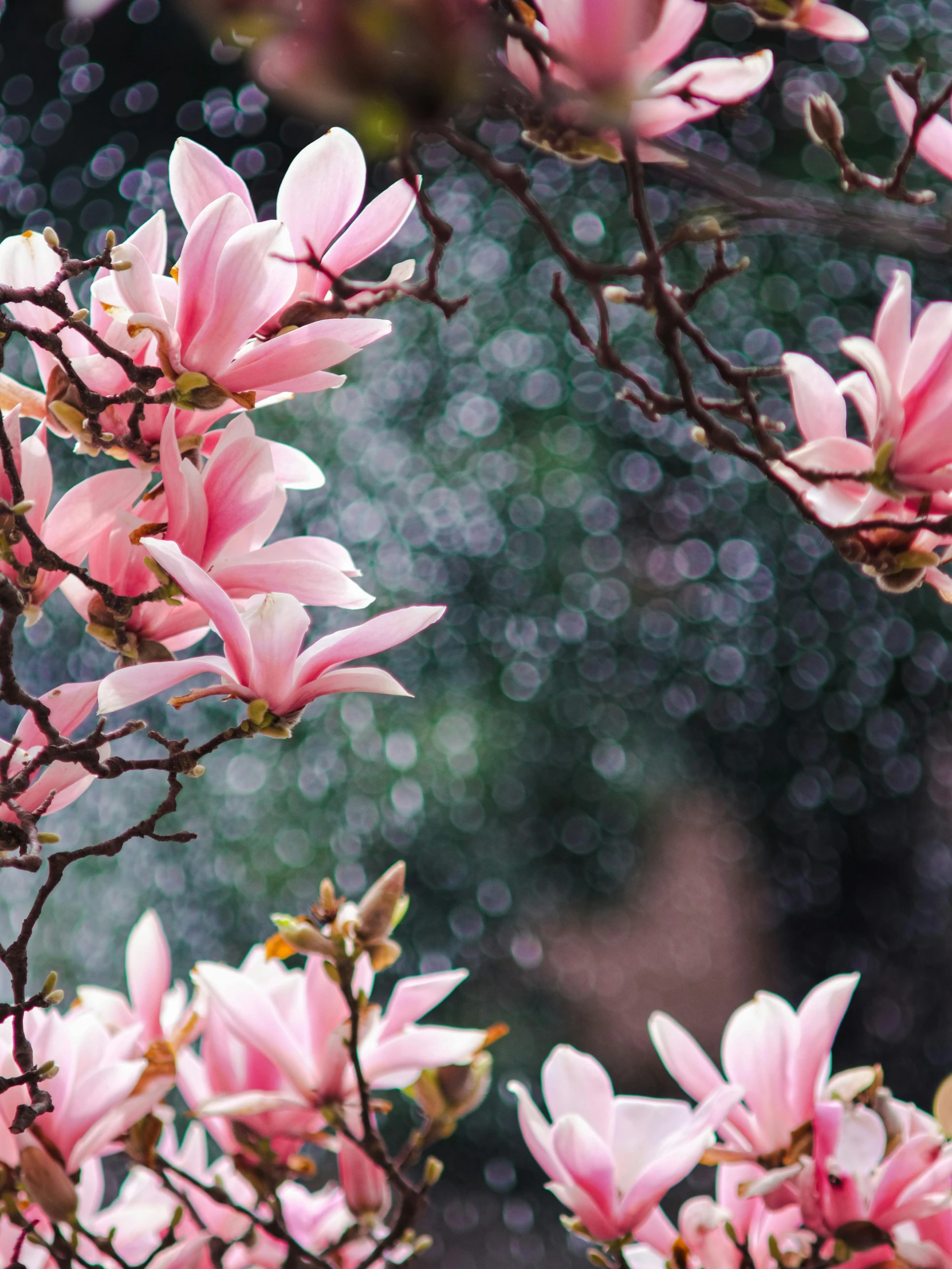 pink flowers that are in the tree outside