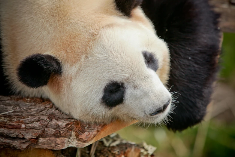 a panda bear that is laying on a tree