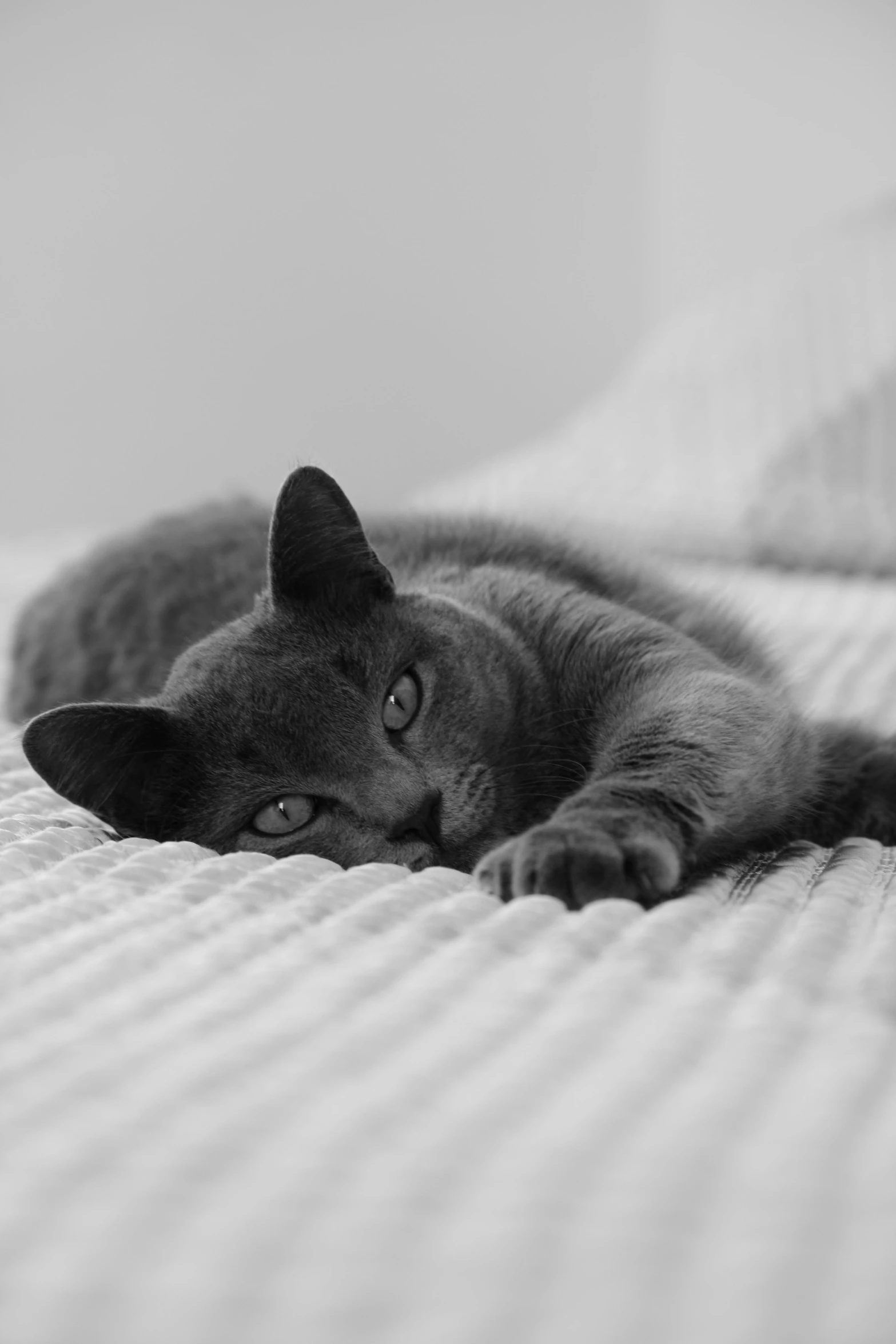 a cat laying on the bed in black and white