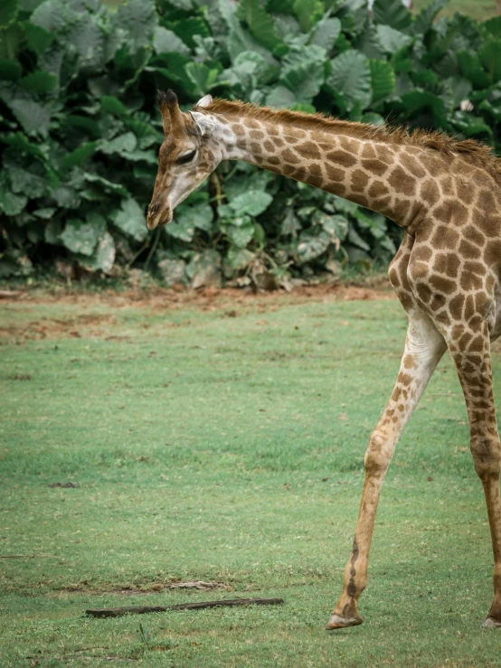 a giraffe is walking in the grass with it's head toward the ground