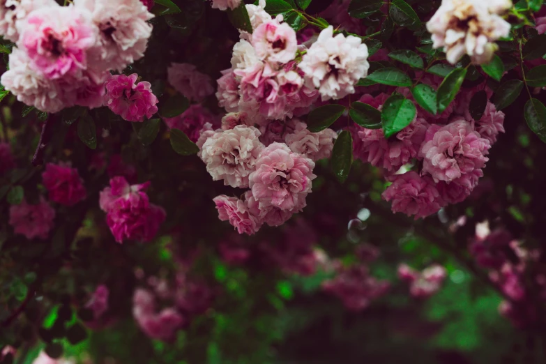 some flowers are hanging on a plant and are still open