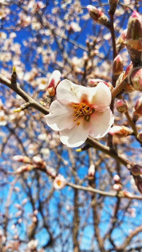 a blooming nch against the blue sky in the spring