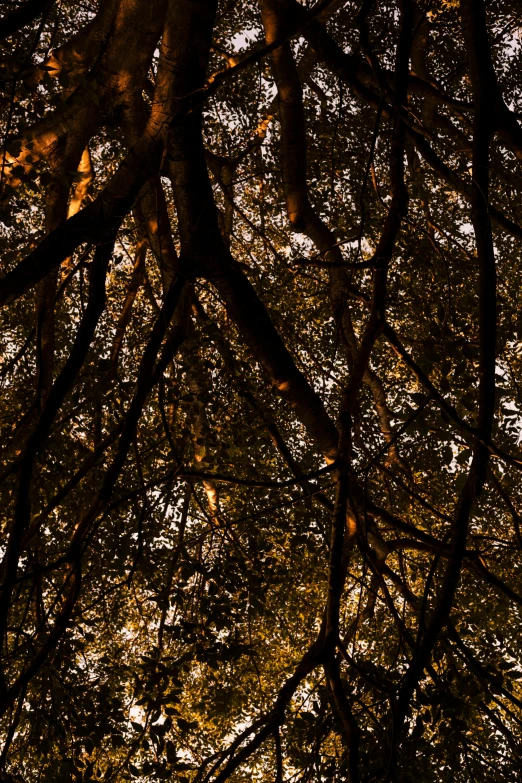 two giraffes standing underneath a large group of trees